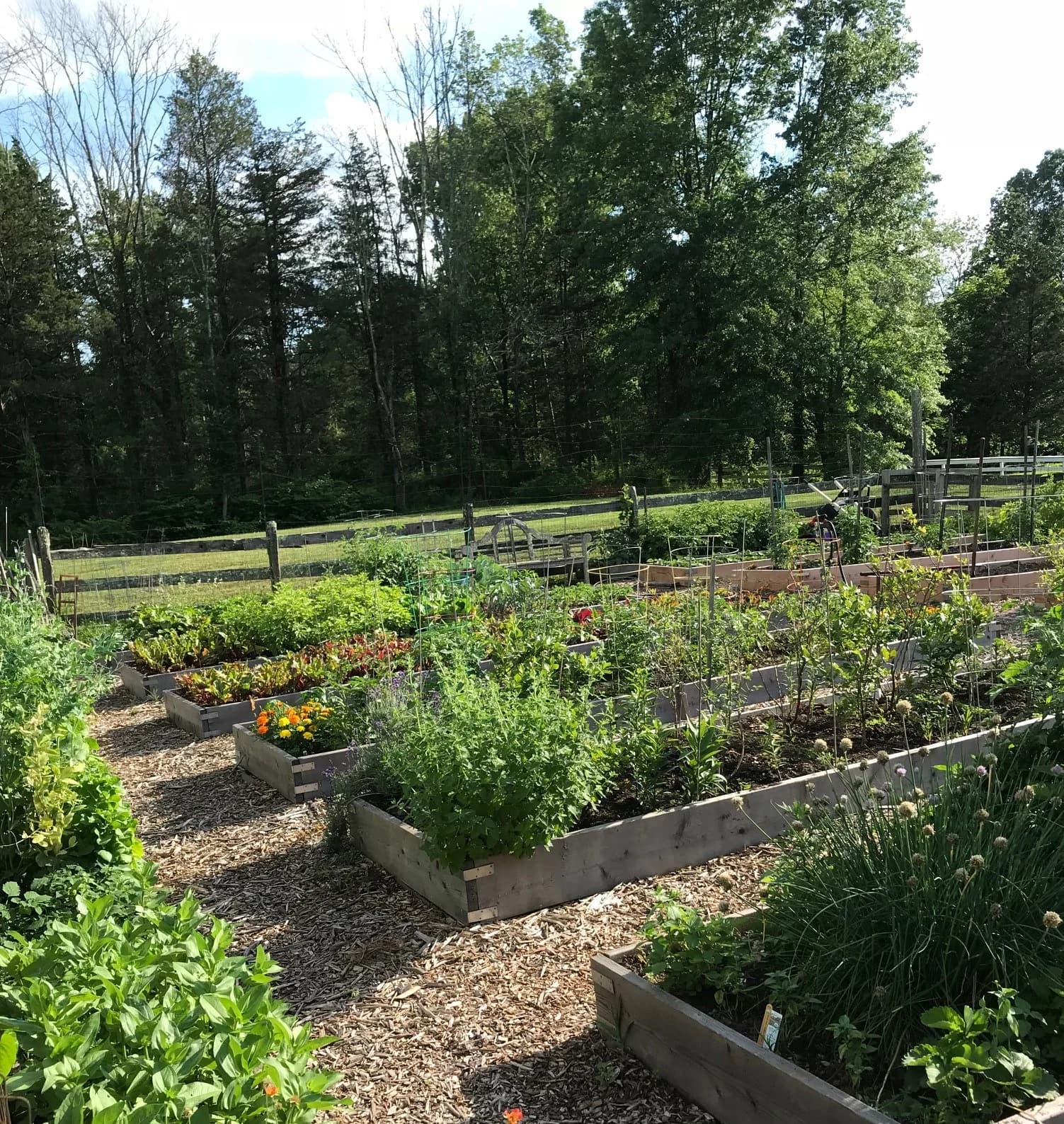 Raised beds filled with vegetables in the Lamington Giving Garden