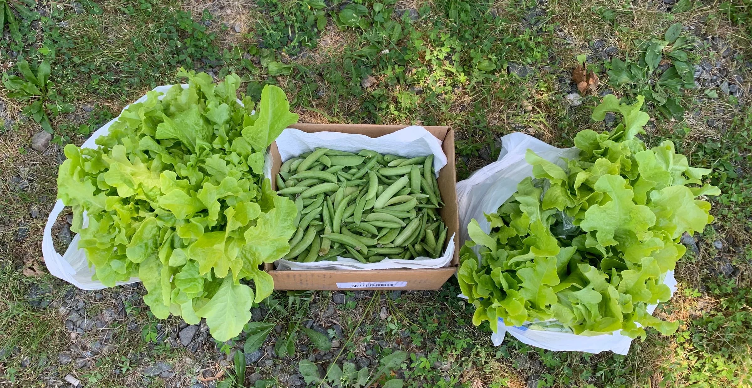 Fresh vegetables harvested at Lamington
